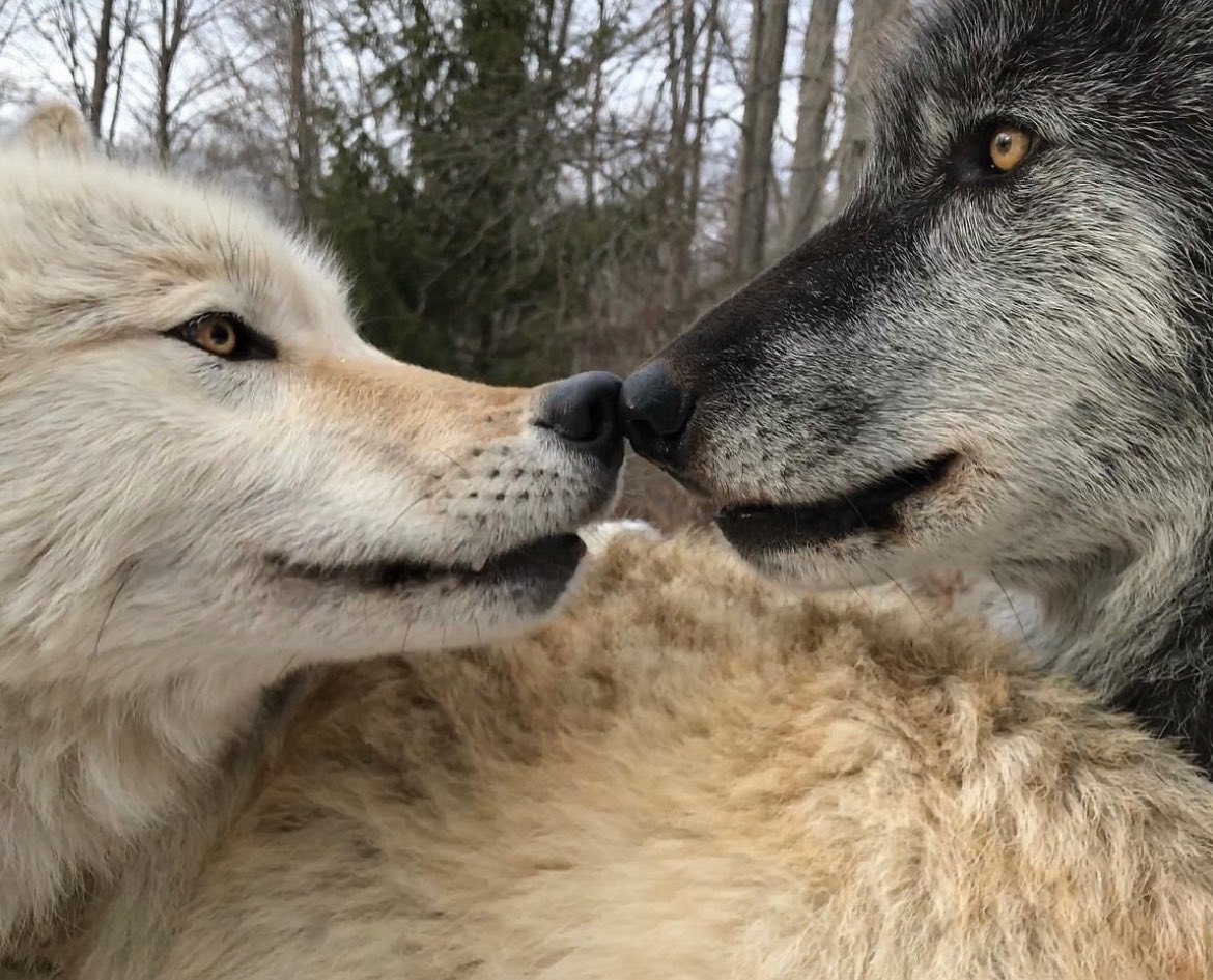 фатум (@vzmpyr) on Twitter photo 