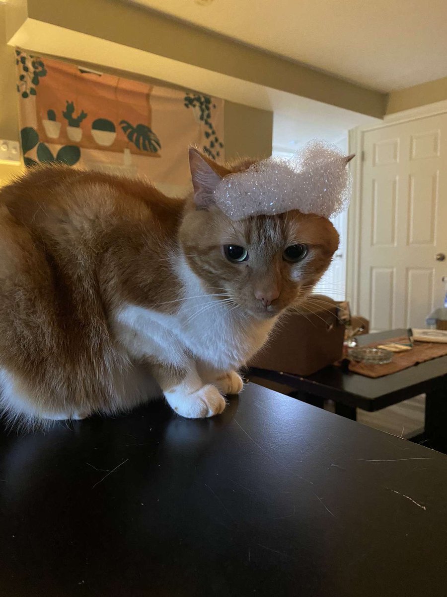 freya (4 yearce oald) tweet media