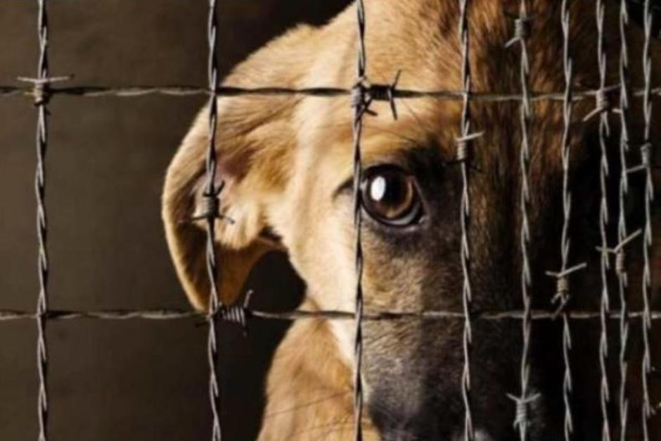 soy_502's tweet image. 🐶¡Cárcel y multas! Buscan crear un registro de maltratadores de animales

Diputados proponen reformar la Ley de Protección Animal y endurecer las penas.

soy502.com/articulo/busca…