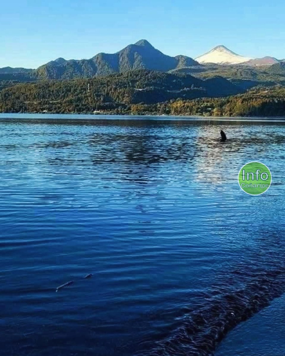 📷 El lago #Calafquén en el balneario de #Coñaripe (#Panguipulli).
Este es compartido además, en la comuna de #Panguipulli, región de #LosRíos, con los balnearios de #Pucura y Calafquén. Y en la comuna de #Villarrica, con #LicanRay, región de #LaAraucanía.