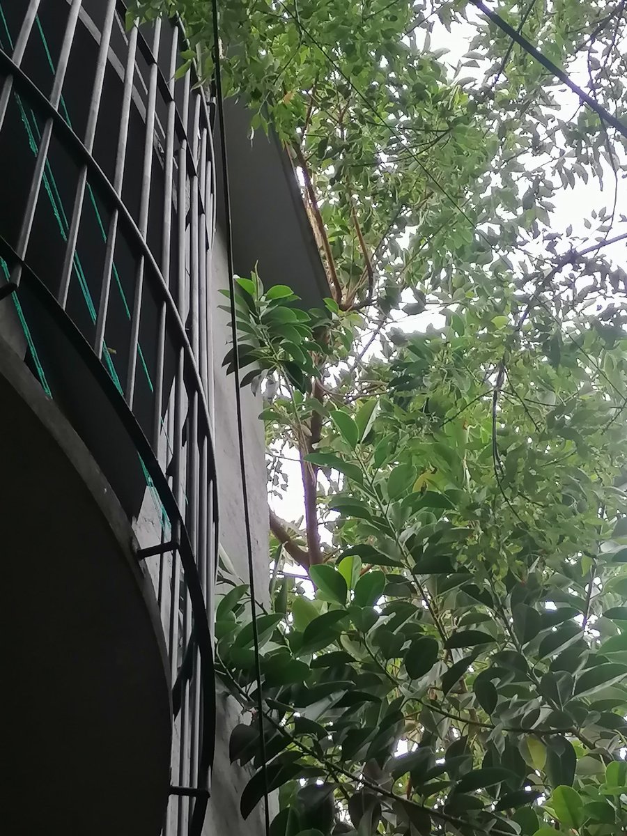 PrincePollos's tweet photo. Desde Agosto de 2024 que se ha pedido  @AlcaldiaMHmx que haga la poda correspondiente y siguen sin atender. Ya se cayó un pedazo de edificio y tampoco la @CFEmx quiere hacerse cargo, a pesar que estan en riesgo los cables

Si se mu3r3 alguien es culpa de las autoridades https://t.co/DNEvXNJYs1