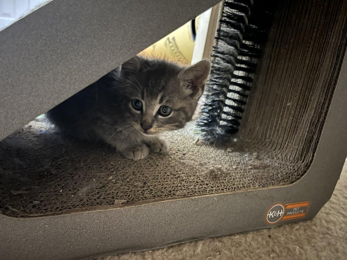 Please meet:
Mama Porsche
Ferrari (tabby girl)
Mercedes (tabby and white girl)
Subaru (chonky grey tabby boy)
Kia (fluffy longhair tabby &amp; white girl, not pictured yet)