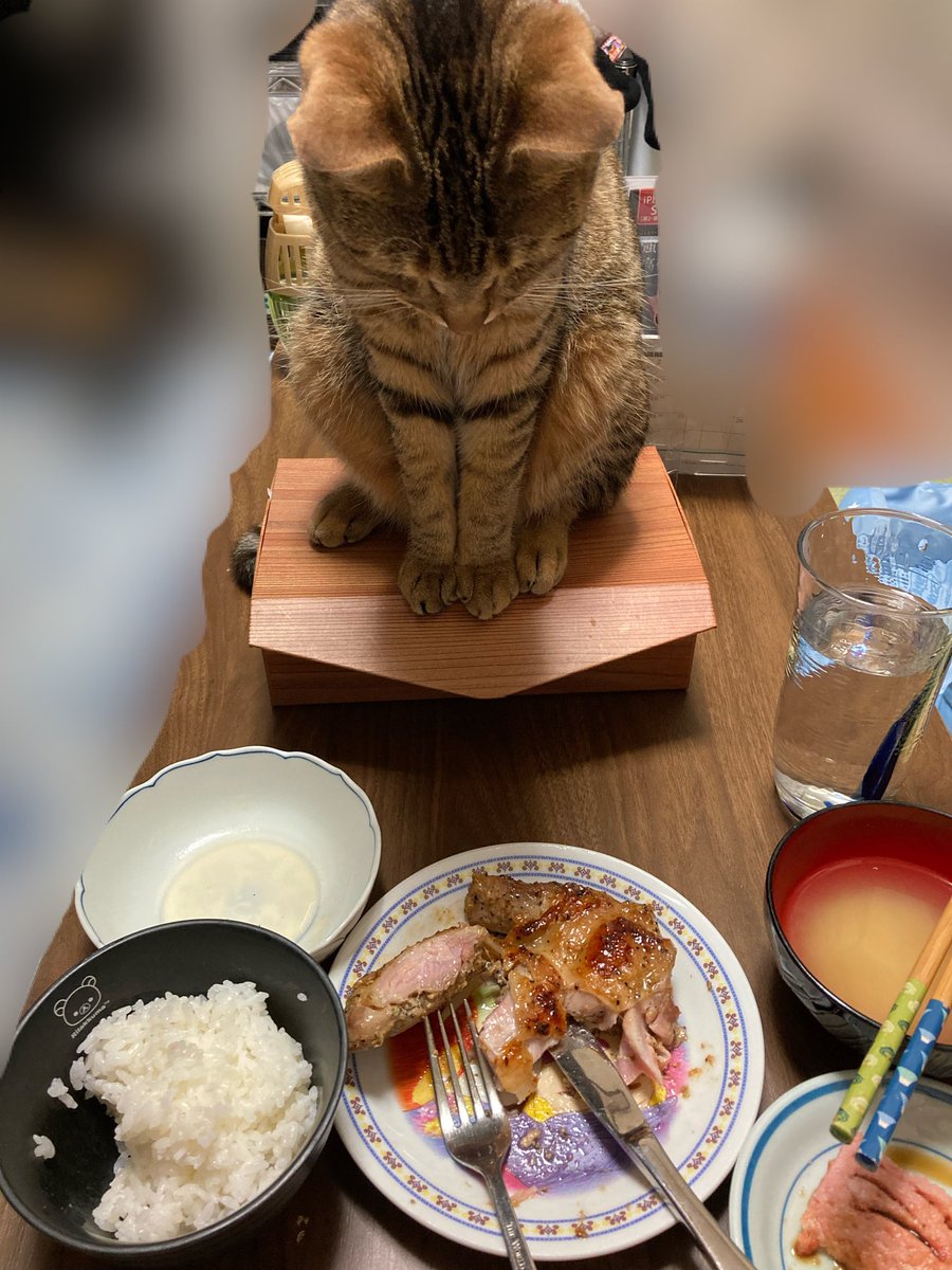 kikitaaaaaaaan's tweet photo. 我が家の晩御飯時はこんな感じ
猫に狙われながら食べてます(笑)

興味津々のまりちゃんꉂꉂ(ᵔᗜᵔ◍)𐤔
#猫との暮らし https://t.co/JJDyHupMGO