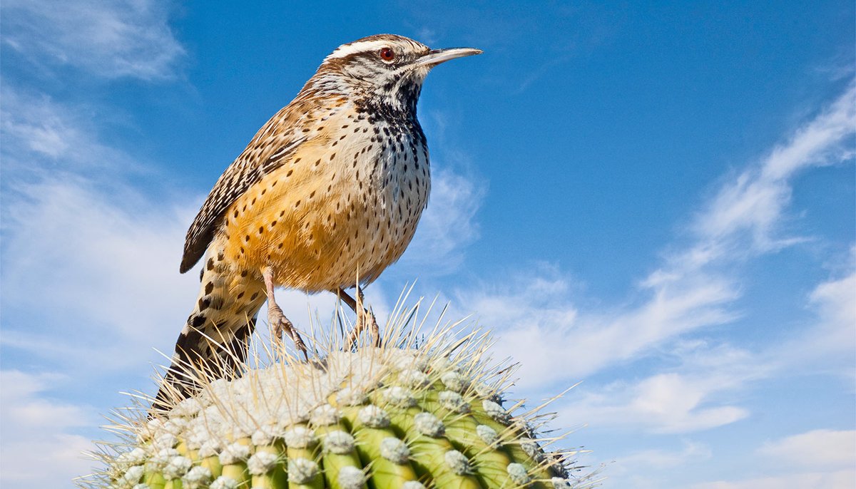 Earth Accounting (@earthaccounting) on Twitter photo Few bird species can escape climate change futurity.org/birds-climate-… via <a href="/FuturityNews/">Futurity News</a> Few bird species can escape climate change futurity.org/birds-climate-… via <a href="/FuturityNews/">Futurity News</a>