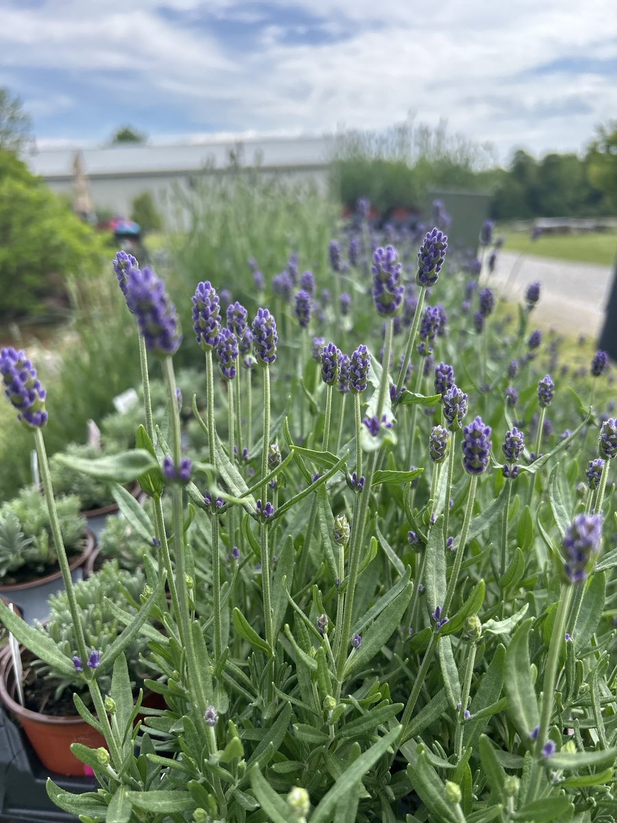 BHNCDSB French tweet media