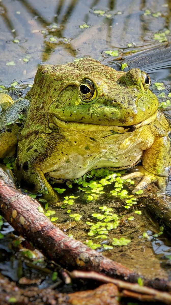 Mandella Glass tweet media