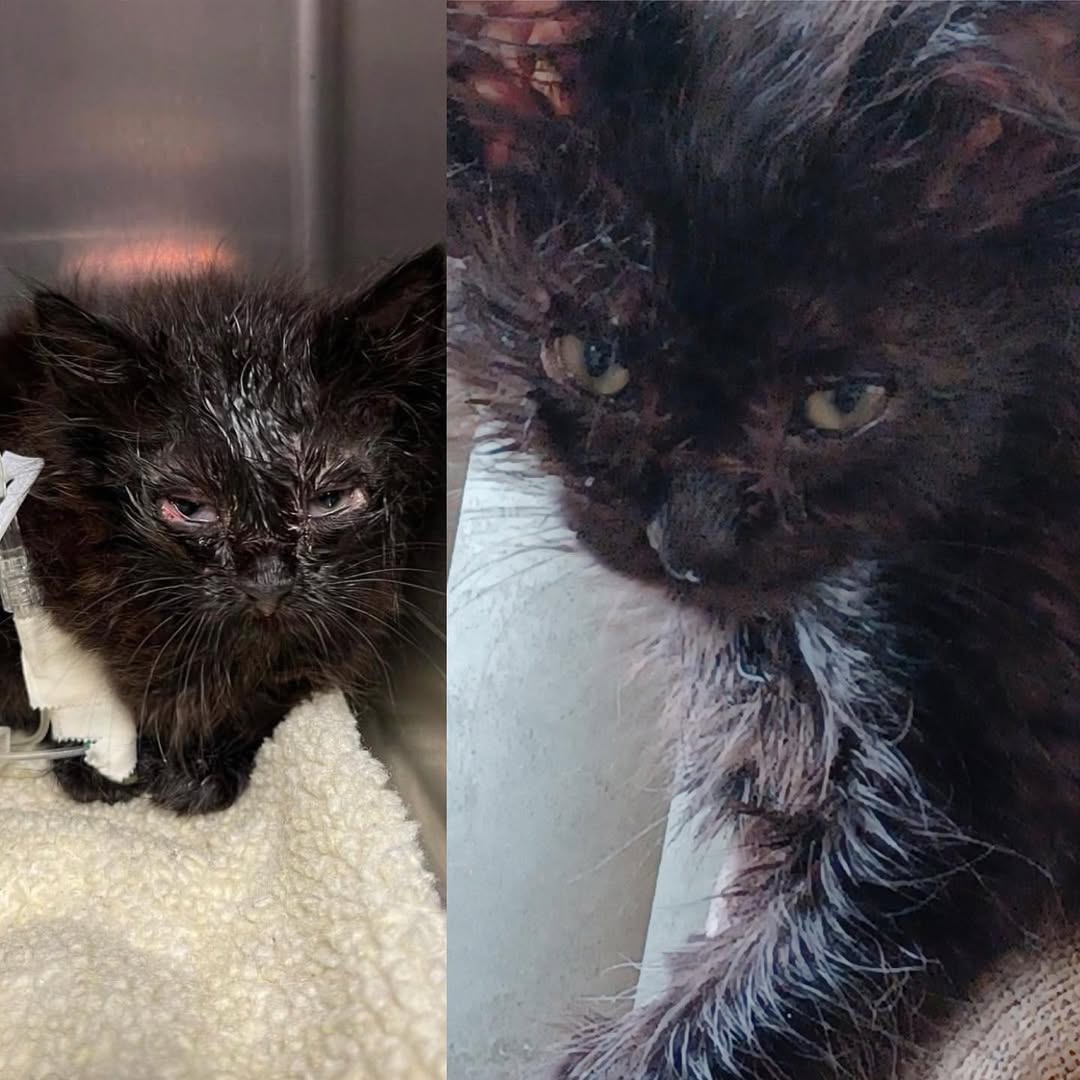 7ykmn0jgjdl8k's tweet image. Little Barbecue is looking like a whole new kitty! Her eyes have healed so well! In a few weeks we will re-test her for FELV and hope she will be negative. Fingers crossed. 🤞🏻

#adoptdontshop #cute #cutekitten #cutenessoverload  #kittens_of_world #givemeallthekittens