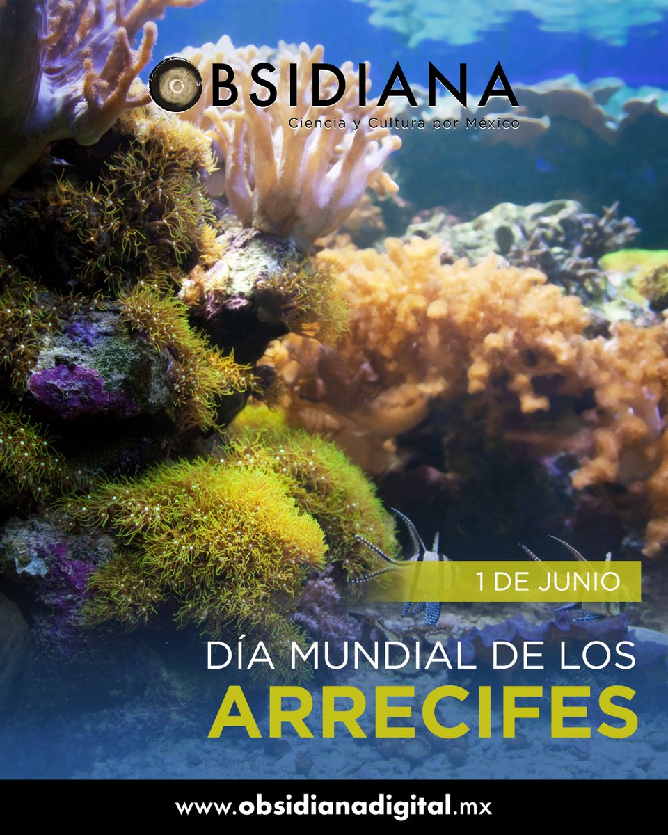 obsidiana_mex's tweet photo. 🪸Los arrecifes protegen nuestras costas, albergan miles de especies y sostienen la pesca en muchas regiones del mundo. ⚠️¡Pero también están en riesgo!

¡Descubre más en nuestro número "Océano y cambio climático"! https://t.co/LmXBDvV27H

#DíaMundialDeLosArrecifes #Arrecifes2025 https://t.co/xZ3q2xb3lA