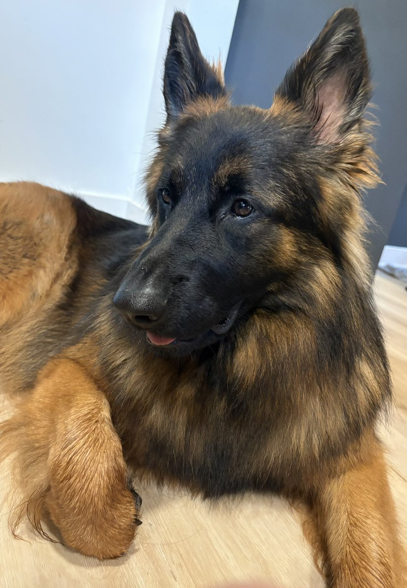 Okay, so, look at me! I am Kara Kristyne, the pup of positivity. I love race cars, my family and my friends. I will soon enjoy a dog bone but first a quote:
•“There are no shortcuts to any place worth going.” ...