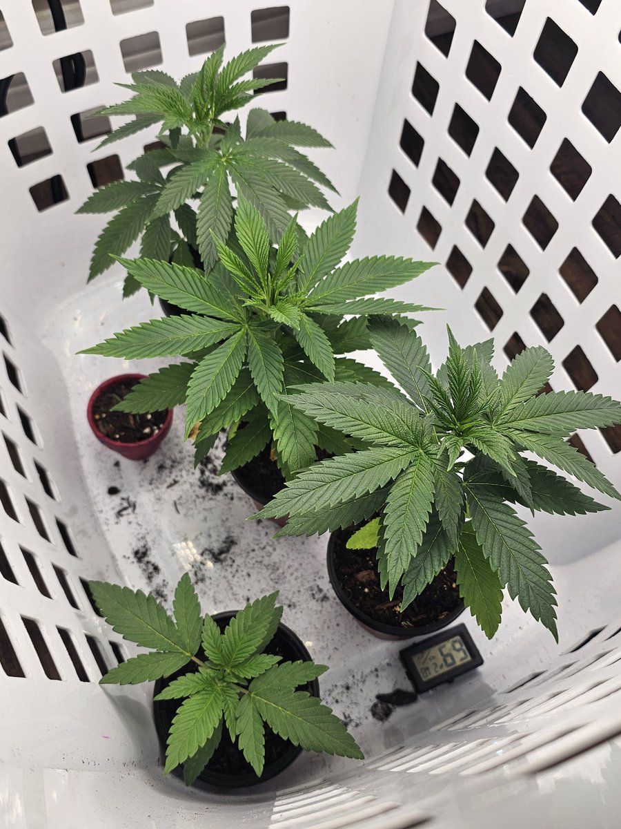 Laundry basket project worked perfectly. These girls are ready to go outside. #superlemonhaze #kushcookies #triplescoop #34streetseedco #cannaculture #plantsaremedicine #highsociety #cannabiscommunity #weedlife #indica #outdoorgrow #green #ontario #growbigcanada #homegrownweed