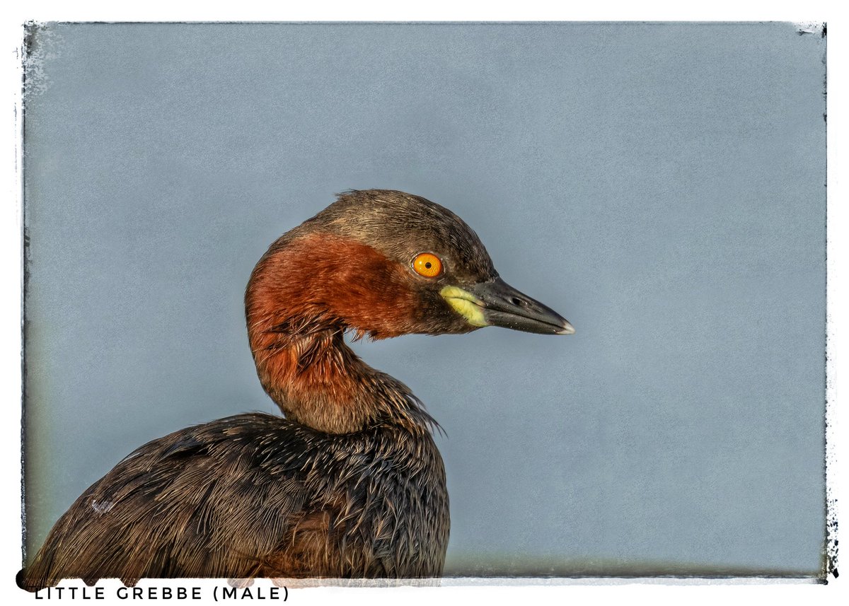 Anjaneya ki Charana Dhool Chikkappa tweet media