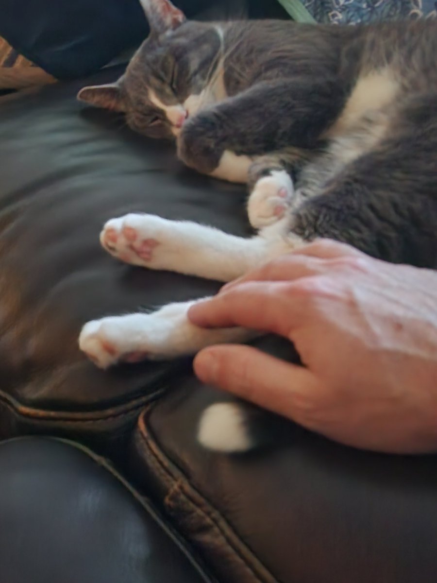FatrickJones's tweet photo. Cats! https://t.co/azwEXWlSTu