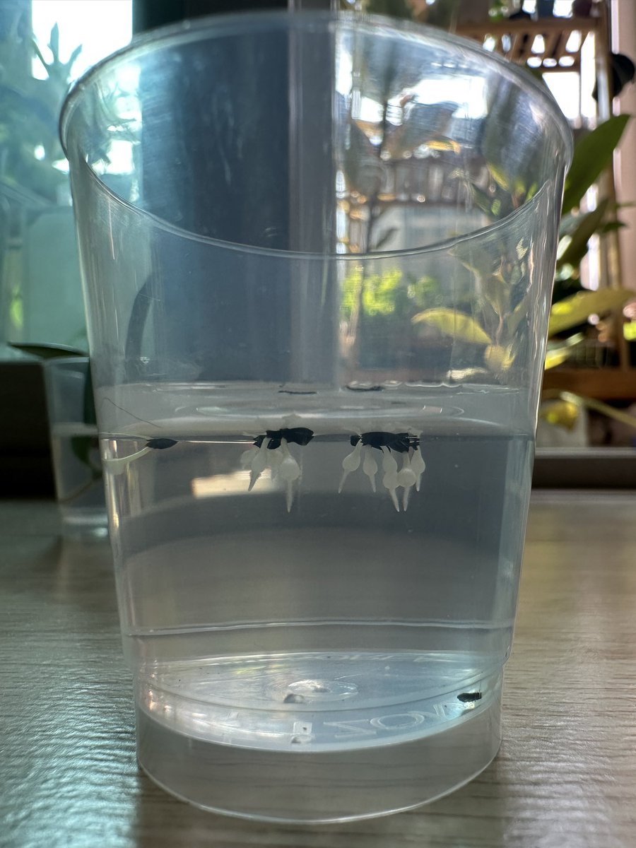 melpo38's tweet photo. 한참 물고문 중이던 인트리카타 집 찾아주기🏠
12연립이라 미안...🙄
포도알되면 그땐 각집을 주도록 하겠어!
#인트리카타 https://t.co/yZzDgpBmlh