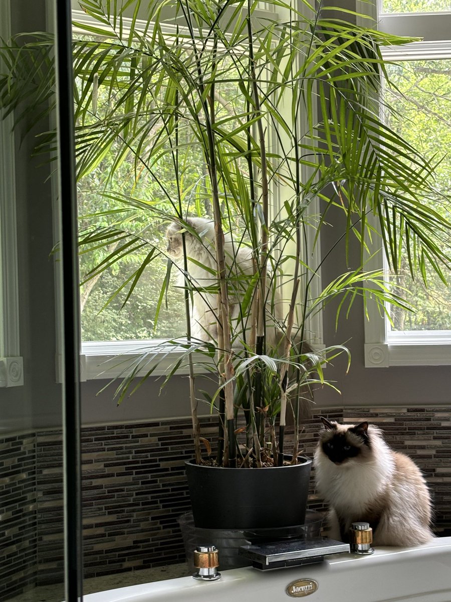 #PostAFavPic4VioletMay25 Day 30
Hole in my bucket…..this planter is the closest we can come to a bucket….. there is no hole in it. We can see the Butler mowing the lawn
♥️😘Ari &amp; Cali💋♥️ #CatsOfX