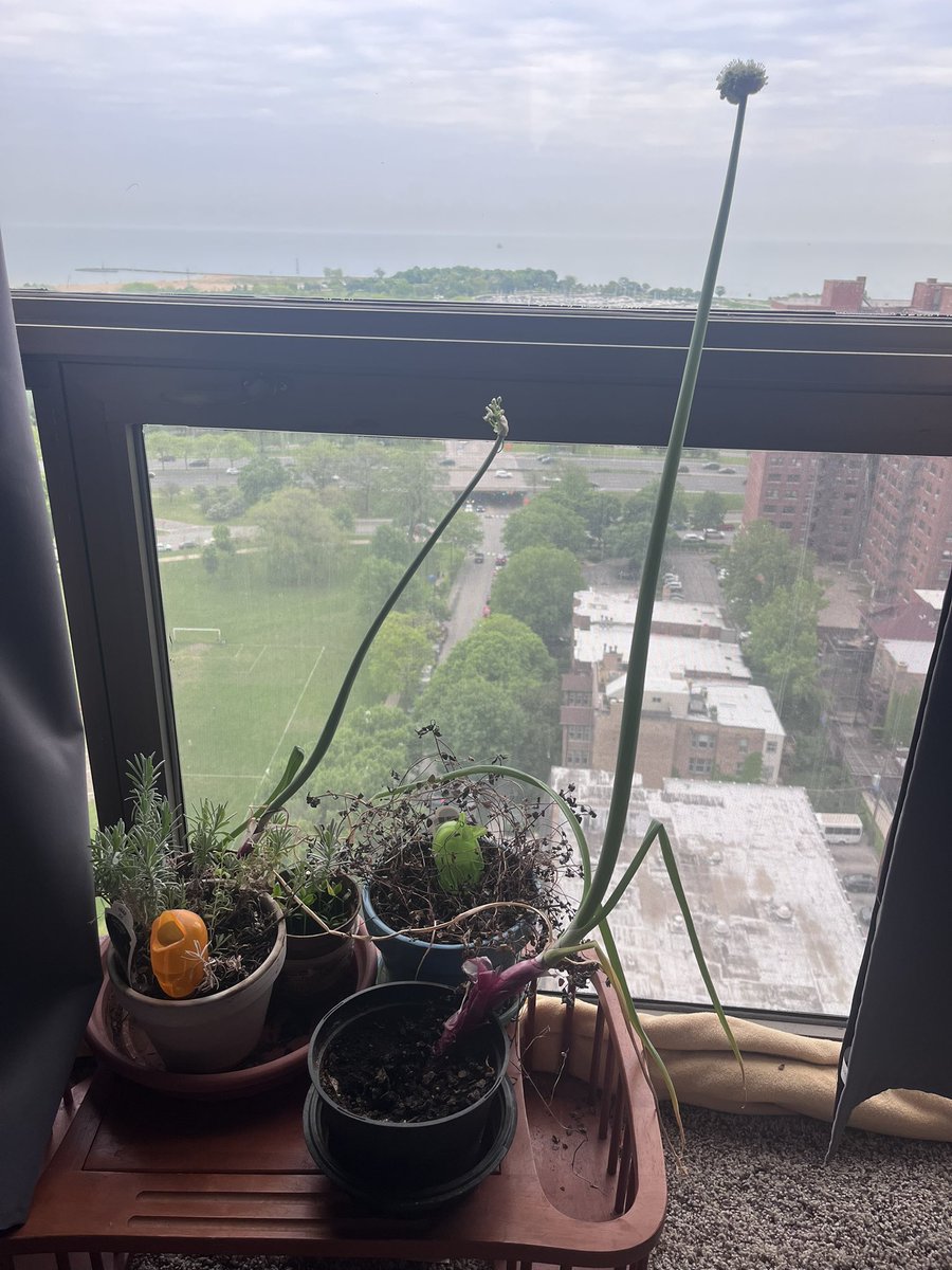 Nick Meshes tweet media