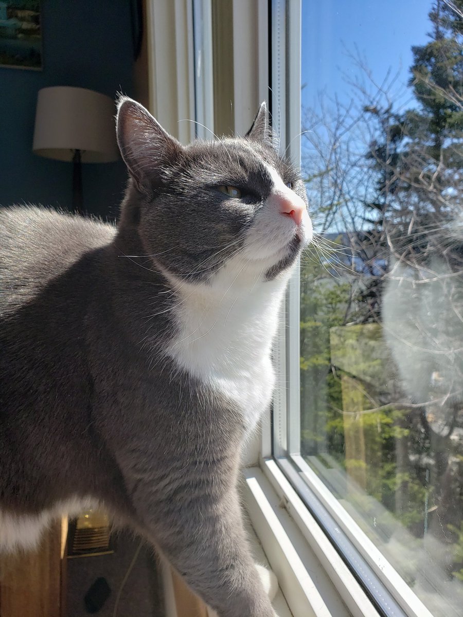 artlisa84's tweet photo. Own my cat #IsWhatIDont ...she owns me lol https://t.co/5IdifLtIXx
