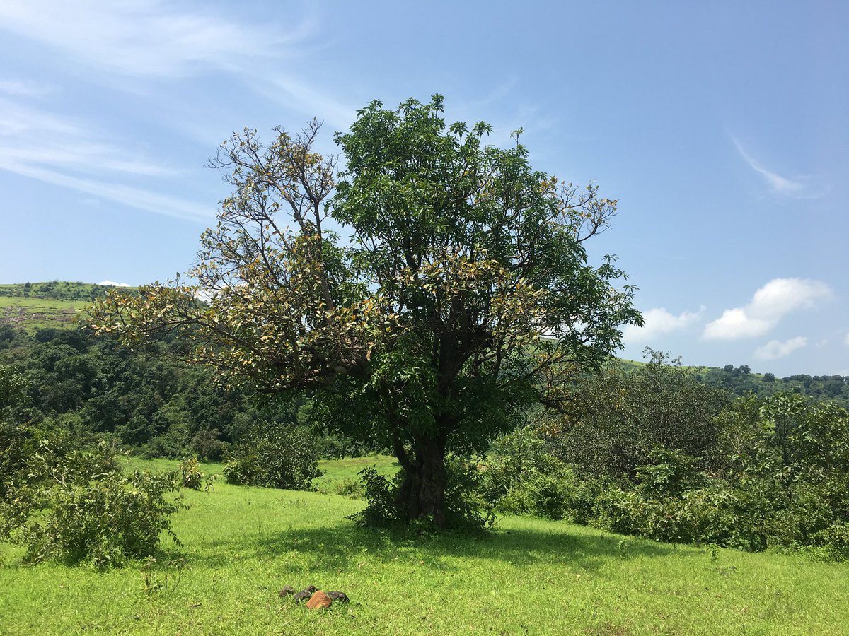 EstatesSubhadra's tweet photo. 🌳 This isn’t just a plot of land.
It’s breakfast under a 50-year-old tree.
It’s your weekend silence.
It’s your kids’ barefoot childhood.
A farmhouse plot where memories grow deeper than roots.
📍 Nashik
#RealEstate #FarmhousePlot #TreeOfLife #NatureFirst https://t.co/5AWQU8pHaF