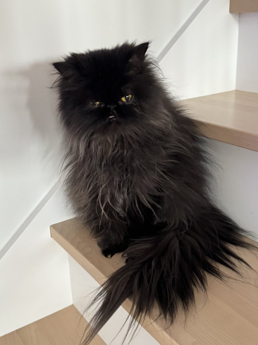 Amis, mañana es puncleaños de mi hermanito Benito y non se qé regalarle!