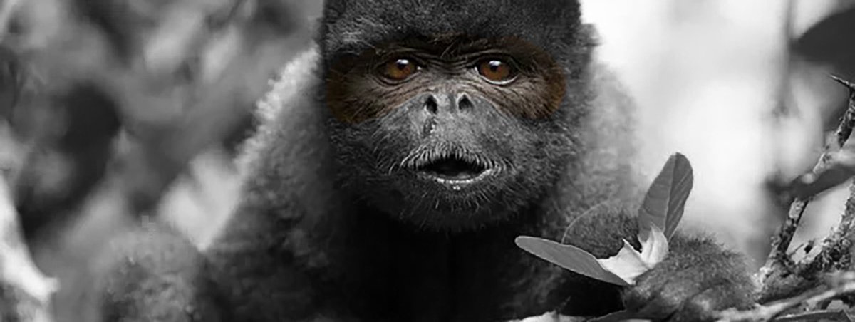 ⓥ Santiago Rueda tweet media