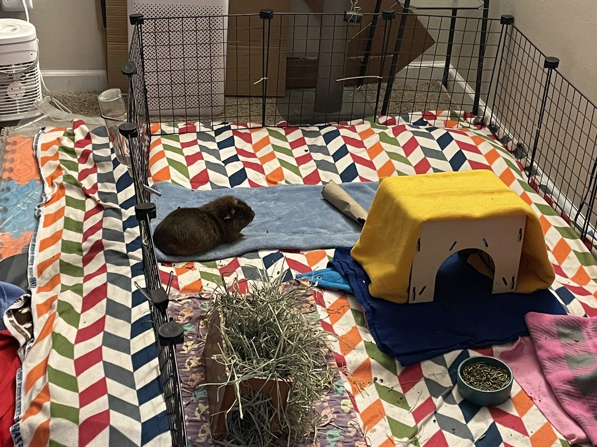 Guinea Pig Central tweet media