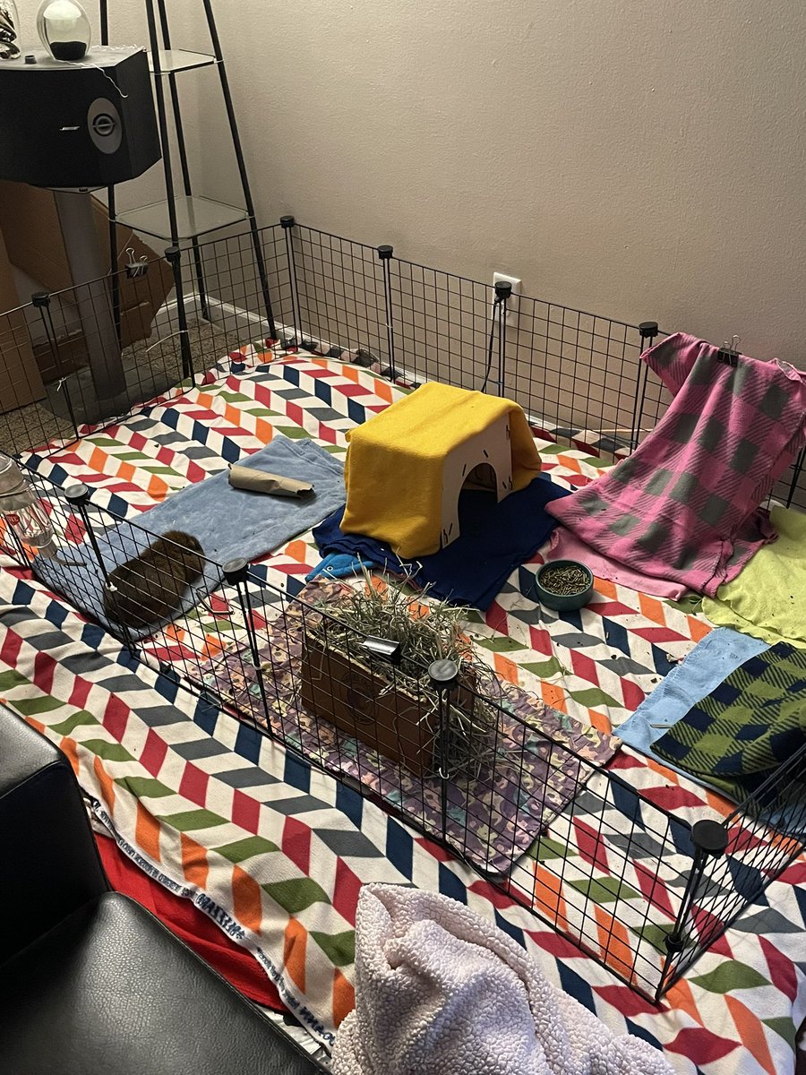 Guinea Pig Central tweet media