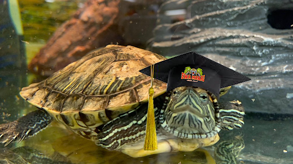 Do you remember the <a href="/EBESBees/">Ewa Beach Elementary</a> pet turtle, Squirtle? He is coming out from retirement &amp; has decided to pursue his education <a href="/EwaMakai/">EwaMakaiMiddleSchool</a> Middle!  Thanks to Mr. Villanueva for welcoming him.  Squirtle is excited to be sharing a tank with Blastoise!
Flash back @ drive.google.com/file/d/1Sjga0t…