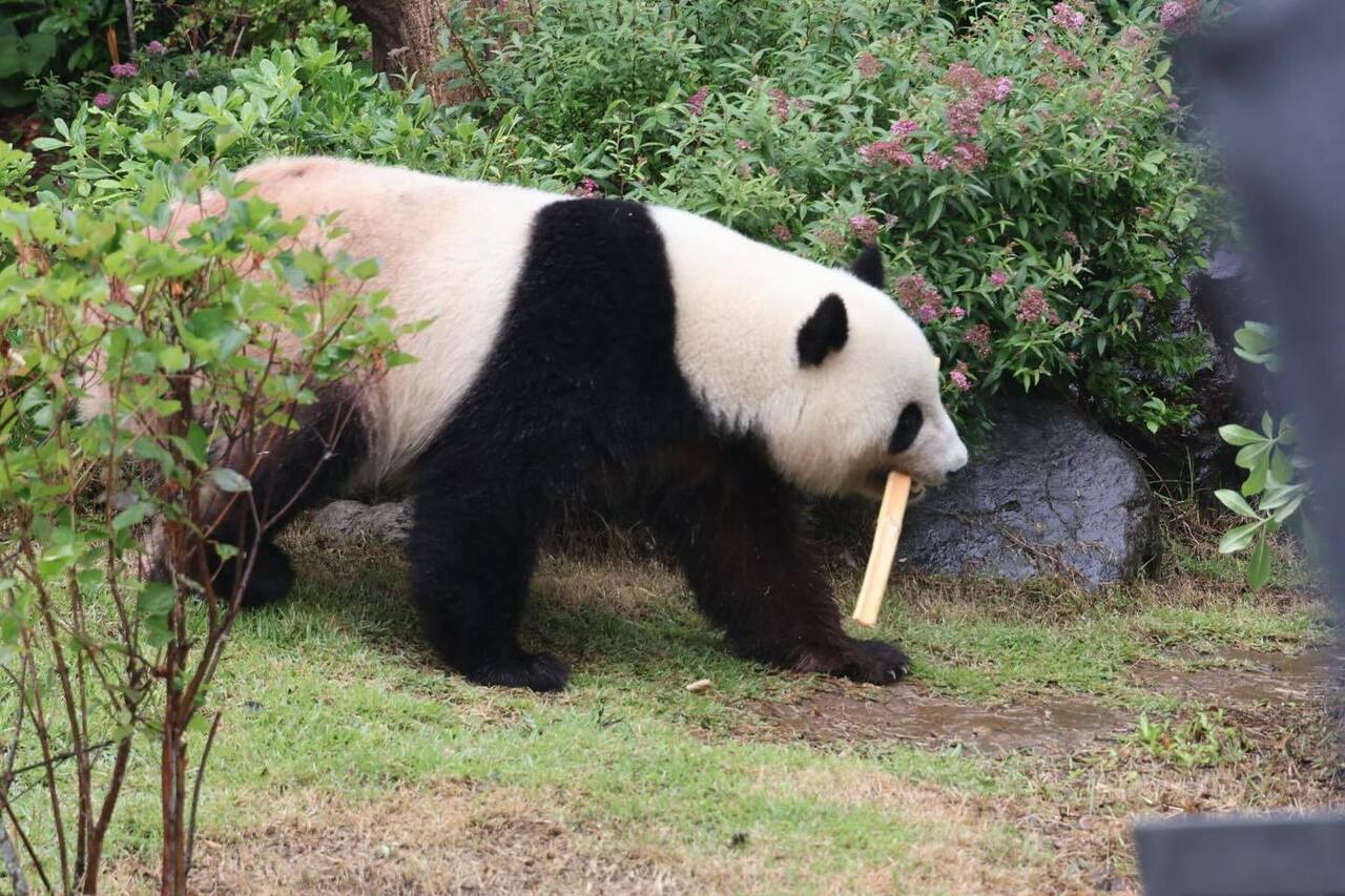 パンダのミャオミャオ パンダのミャオミャオ
