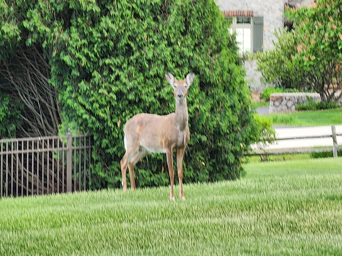 NonSequitur96's tweet image. So mama is back 2nt, looking for free food 2nt. And thanks to our pacifist "hunting" dog, she got it. LOL