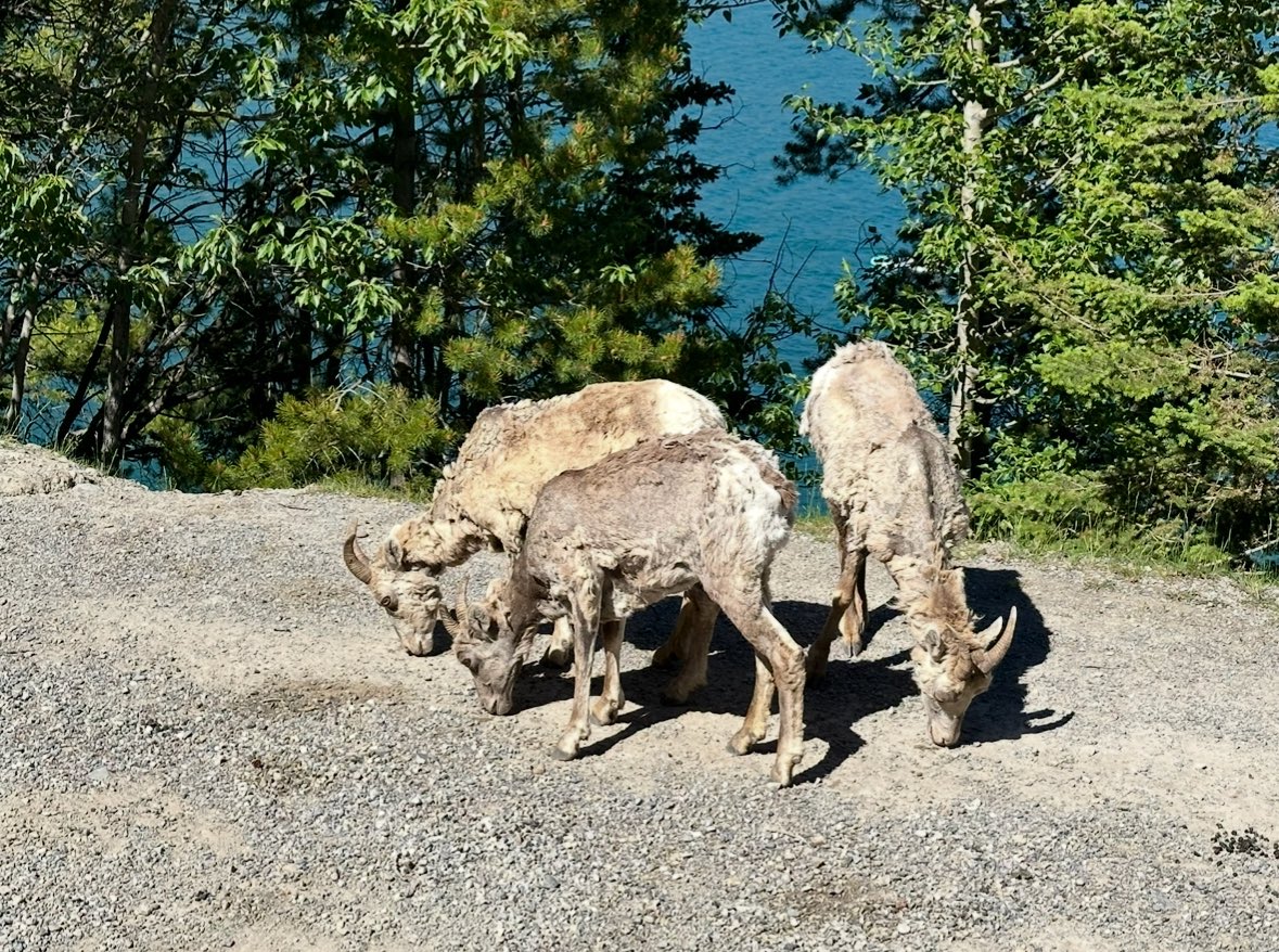 avaa411's tweet photo. only shenanigans here in the mountains today https://t.co/efwJRE6xJy