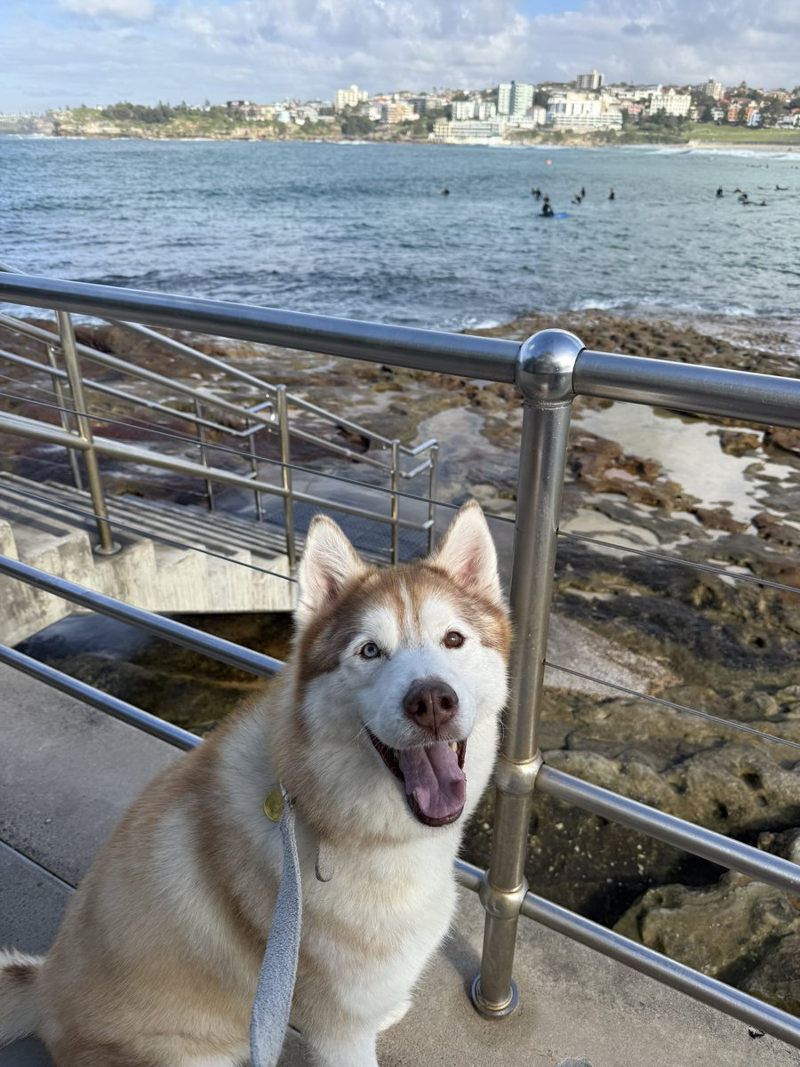 i 🤍 the weekend and my dog rt