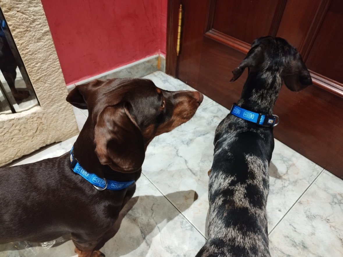 REALCOVID2024's tweet image. Mascotas Oviedistas @RealOviedo #GanarAlCadiz #1Final #SiempreFieles #ForzaOviedo 💙