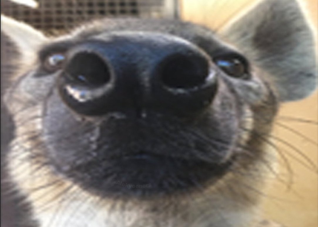 AlekYeeners's tweet image. im ngl I didnt realize the tongue on my suit was detachable I got some cool ideas now (non freaky)