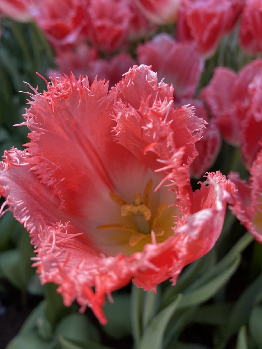 I encountered this tulip in a field with several varieties. It's the first time I saw this variety. The color and serrated edges made me smile. The fact that I hadn't seen this variety before made it even more special. #fridayflowers