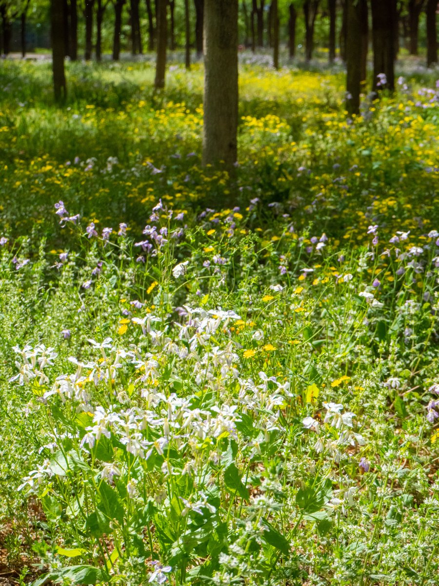 VisitBeijingcn's tweet photo. Taiyanggong Sports and Leisure #Park bursts with color as Chinese violet spreads like a blue-purple carpet beside golden chrysanthemums. Flowers grow freely among neat lawns, forming a green urban space full of ecological charm. #BeijingParks #VisitBeijing https://t.co/7YucO6l7Yv