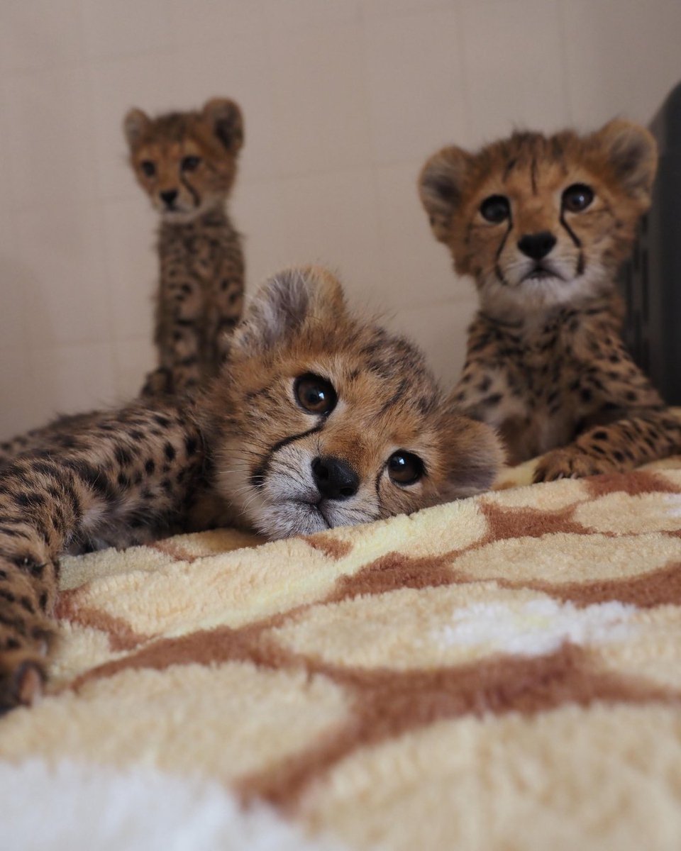 CCFCheetah's tweet photo. Snapshots of Somaliland! Meet some of the cheetahs living at the Cheetah Rescue and Conservation Centre (CRCC) in Somaliland! A sanctuary and rehabilitation center for cheetahs rescued from the illegal wildlife trade, the CRCC is situated in a forest reserve about an hour outside Somaliland’s capital, Hargeisa. For the resident cats, the CRCC features 5-12 acre enclosures that provide a natural habitat for the resident cheetahs. While fenced in, these spacious enclosures allow for the freedom of movement and play that is vital for the rehabilitation and well-being of the CRCC’s resident cats. 

Want to help? Join us this Sunday for the Cheetah Fit Challenge (happening June 1-15)! The virtual challenge is open to participants anywhere in the world – and you can set your own fitness and fundraising goals, all to support cheetah conservation!

Visit https://t.co/dKtM6fged6 to learn more! 

📷= In order of appearance:

Abdullahi Group
Teresa Group
Gamma Group
Azaar Group

#cheetah #wildlife #wildlifeonearth #cheetahconservation #bigcats #conservation #wildliferehab #wildliferescue #biodiversity #wildlifeconservation #cats #ccfcheetah