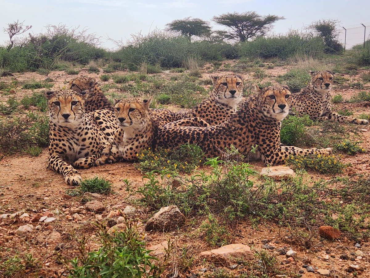 CCFCheetah's tweet photo. Snapshots of Somaliland! Meet some of the cheetahs living at the Cheetah Rescue and Conservation Centre (CRCC) in Somaliland! A sanctuary and rehabilitation center for cheetahs rescued from the illegal wildlife trade, the CRCC is situated in a forest reserve about an hour outside Somaliland’s capital, Hargeisa. For the resident cats, the CRCC features 5-12 acre enclosures that provide a natural habitat for the resident cheetahs. While fenced in, these spacious enclosures allow for the freedom of movement and play that is vital for the rehabilitation and well-being of the CRCC’s resident cats. 

Want to help? Join us this Sunday for the Cheetah Fit Challenge (happening June 1-15)! The virtual challenge is open to participants anywhere in the world – and you can set your own fitness and fundraising goals, all to support cheetah conservation!

Visit https://t.co/dKtM6fged6 to learn more! 

📷= In order of appearance:

Abdullahi Group
Teresa Group
Gamma Group
Azaar Group

#cheetah #wildlife #wildlifeonearth #cheetahconservation #bigcats #conservation #wildliferehab #wildliferescue #biodiversity #wildlifeconservation #cats #ccfcheetah