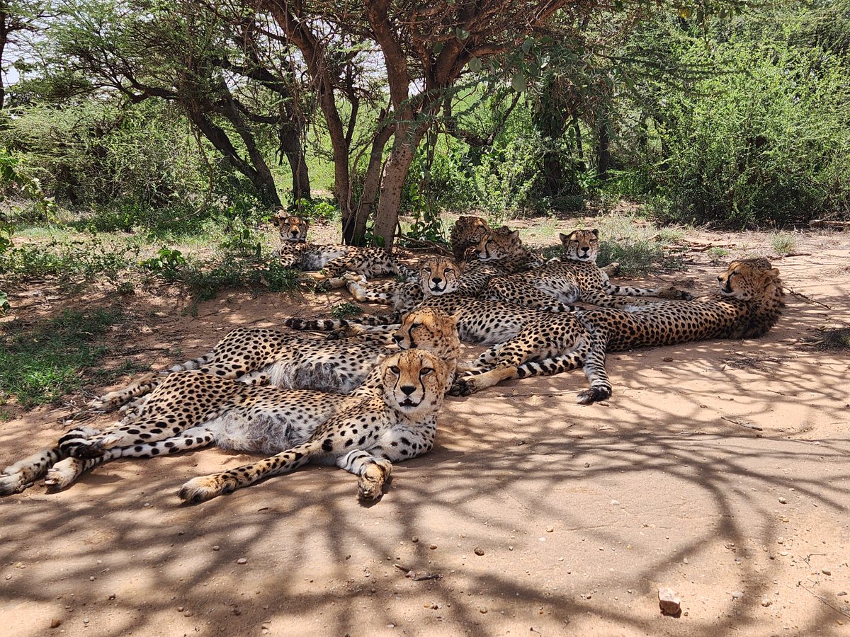 CCFCheetah's tweet photo. Snapshots of Somaliland! Meet some of the cheetahs living at the Cheetah Rescue and Conservation Centre (CRCC) in Somaliland! A sanctuary and rehabilitation center for cheetahs rescued from the illegal wildlife trade, the CRCC is situated in a forest reserve about an hour outside Somaliland’s capital, Hargeisa. For the resident cats, the CRCC features 5-12 acre enclosures that provide a natural habitat for the resident cheetahs. While fenced in, these spacious enclosures allow for the freedom of movement and play that is vital for the rehabilitation and well-being of the CRCC’s resident cats. 

Want to help? Join us this Sunday for the Cheetah Fit Challenge (happening June 1-15)! The virtual challenge is open to participants anywhere in the world – and you can set your own fitness and fundraising goals, all to support cheetah conservation!

Visit https://t.co/dKtM6fged6 to learn more! 

📷= In order of appearance:

Abdullahi Group
Teresa Group
Gamma Group
Azaar Group

#cheetah #wildlife #wildlifeonearth #cheetahconservation #bigcats #conservation #wildliferehab #wildliferescue #biodiversity #wildlifeconservation #cats #ccfcheetah