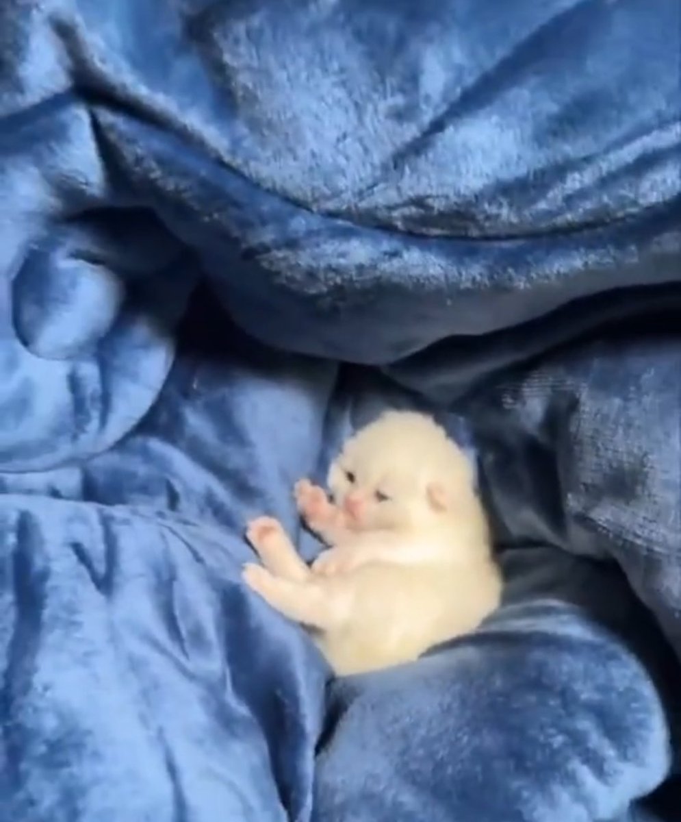 u are NOT a bed bug lil dude GET OUTE