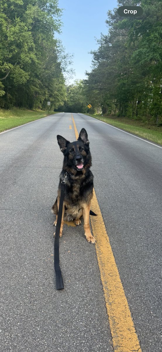 Cindy4rmDetroit's tweet photo. My Jack a boo loving Georgia!💖🫶🏽 https://t.co/okJdUHMIPV