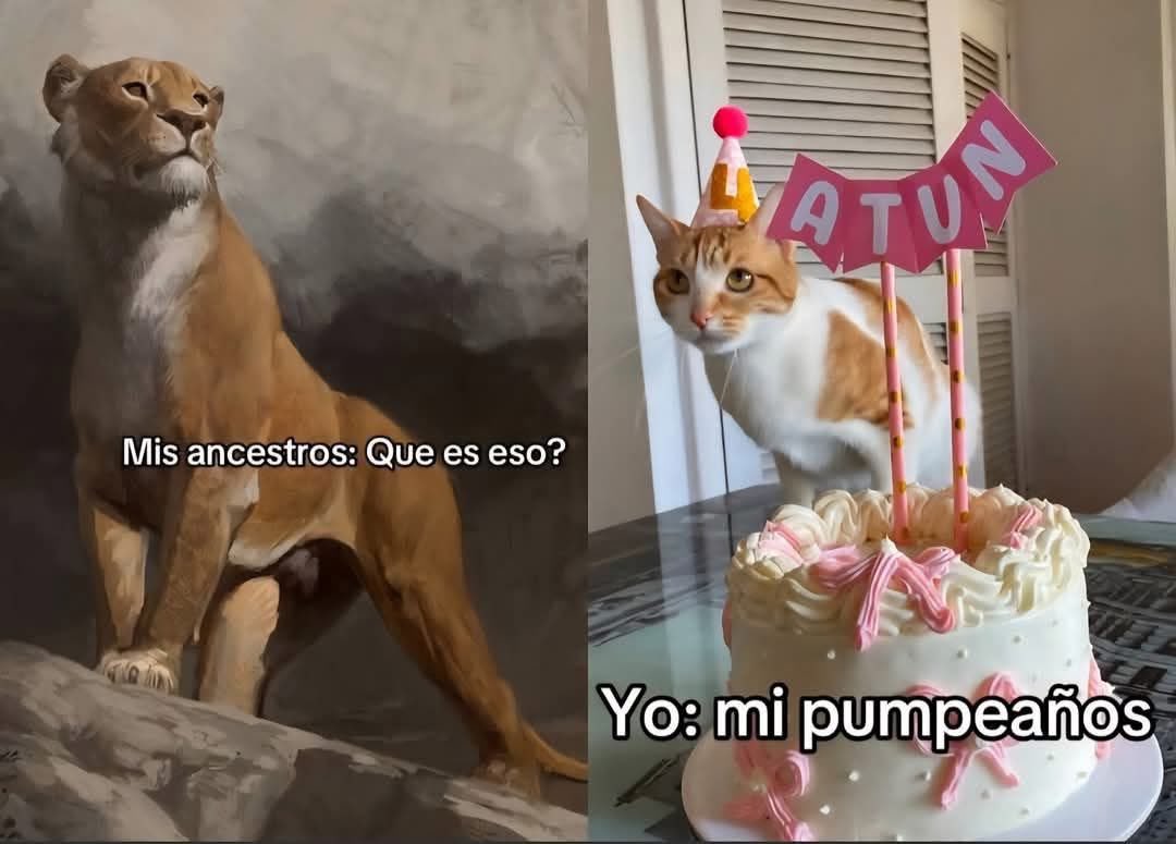 Dilo con gatitoz tweet media