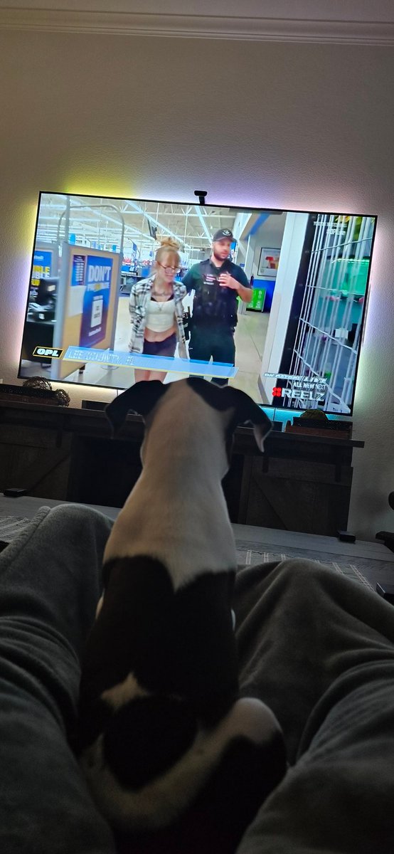 8amamimi8's tweet photo. @ReelzChannel @OfficialOPLive The newest OPL watcher! Meet Betty Boo! #first watch #almostherbedtime https://t.co/skliMgtOwm