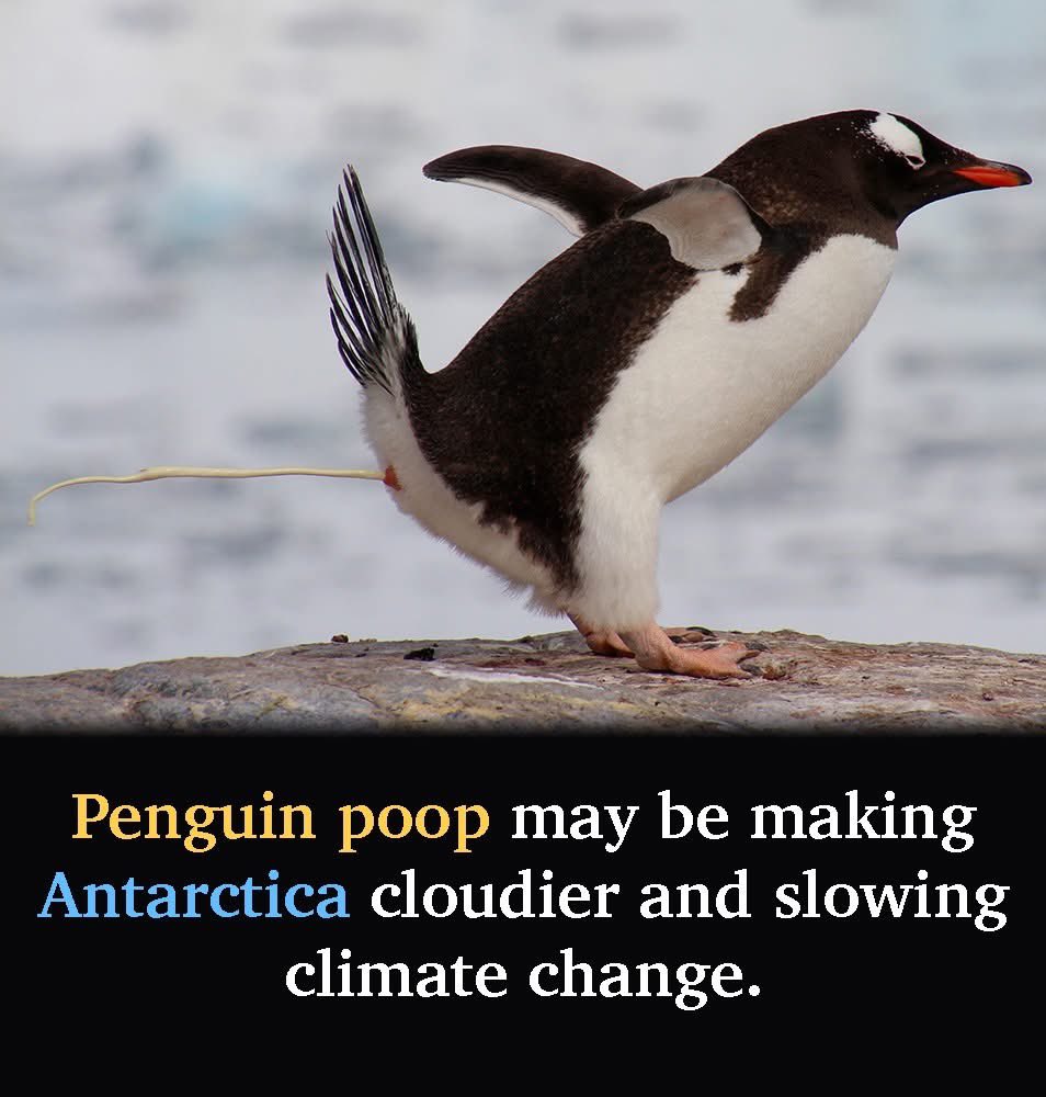 SocialUmbrellaa's tweet photo. 🐧💨 Penguin Poop vs. Climate Change?!

🌍 It's a bizarre but beautiful reminder that every creature matters, even in ways we’d never imagine.
Protect the penguins. Protect the planet. ❄️💙

#Nature https://t.co/7sjgvZbemB