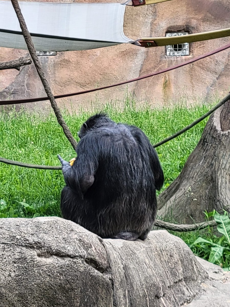 _pix277's tweet photo. Monkey see. Monkey do. https://t.co/jojruUrP8I
