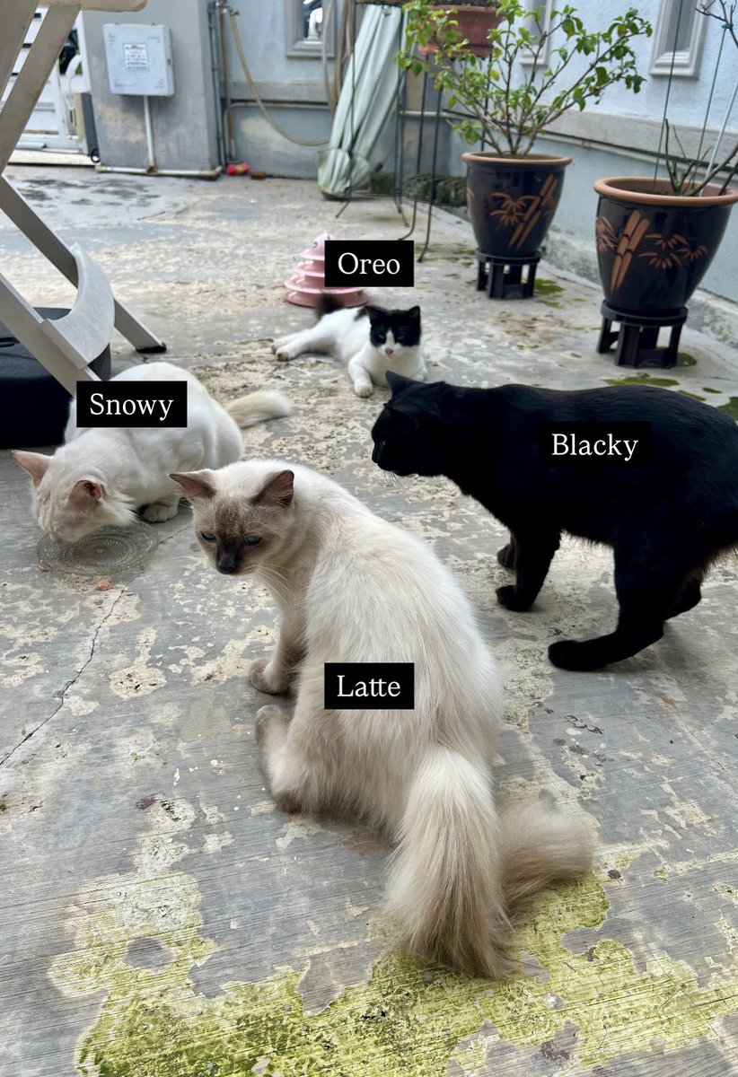 Macam makin banyak je kucing yang adopt aku. Ni mesti jenis kucing yang suka viralkan tempat makan best haa kan dah sesak (nama semua anak aku yang bagi)