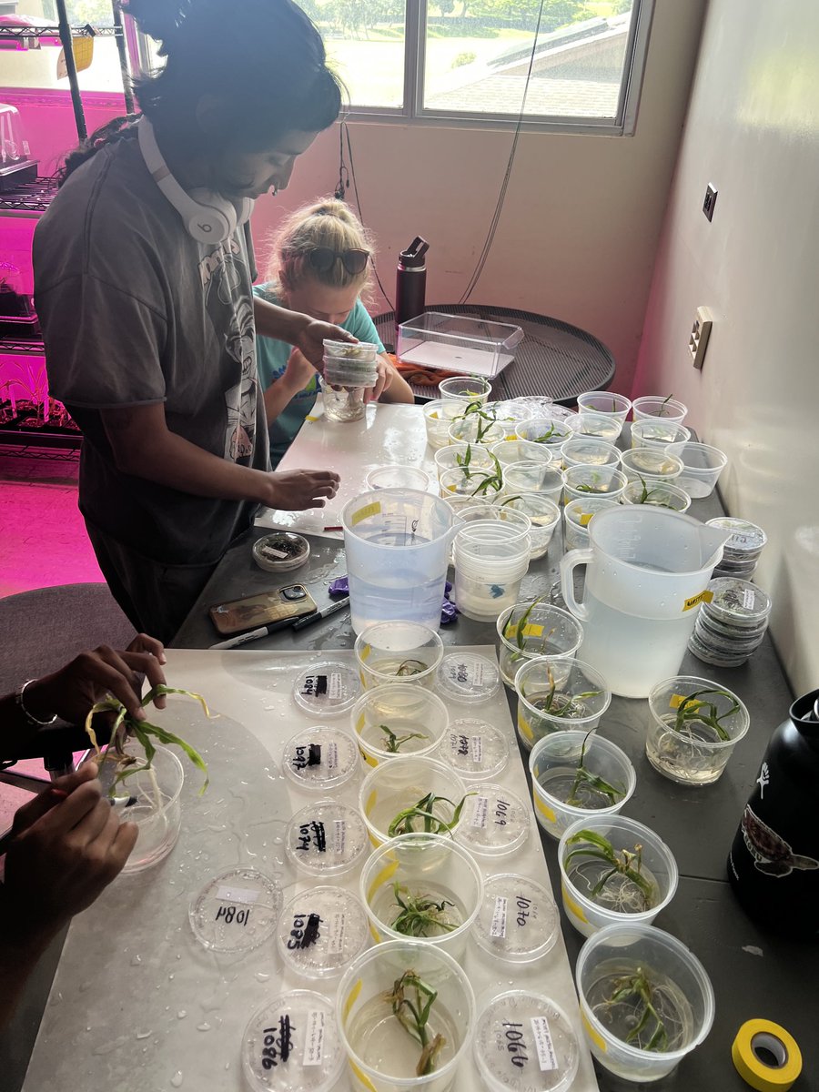 MaizeZynski Hawaii tweet media