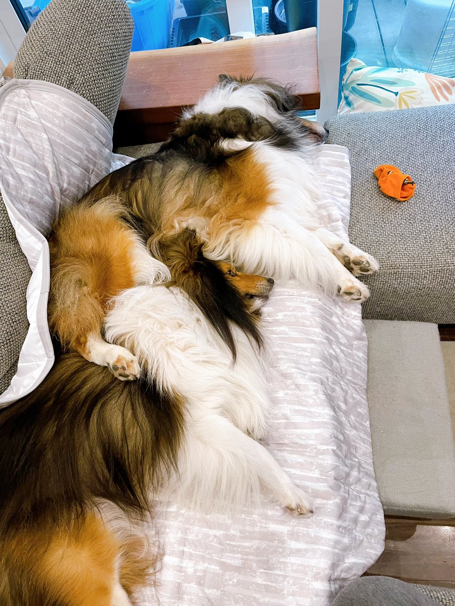 Sheltie_takeru's tweet photo. まったり休日。
最近ソファーで、よく引っ付いてる兄と弟。
そして、換毛期が、やってきた。
ブラシ嫌いな弟はがっつり押さえられ頑張って耐えてましたー。
#シェルティ #シェットランドシープドッグ #保護犬 #犬好きな人と繋がりたい https://t.co/yhEivEcpWb