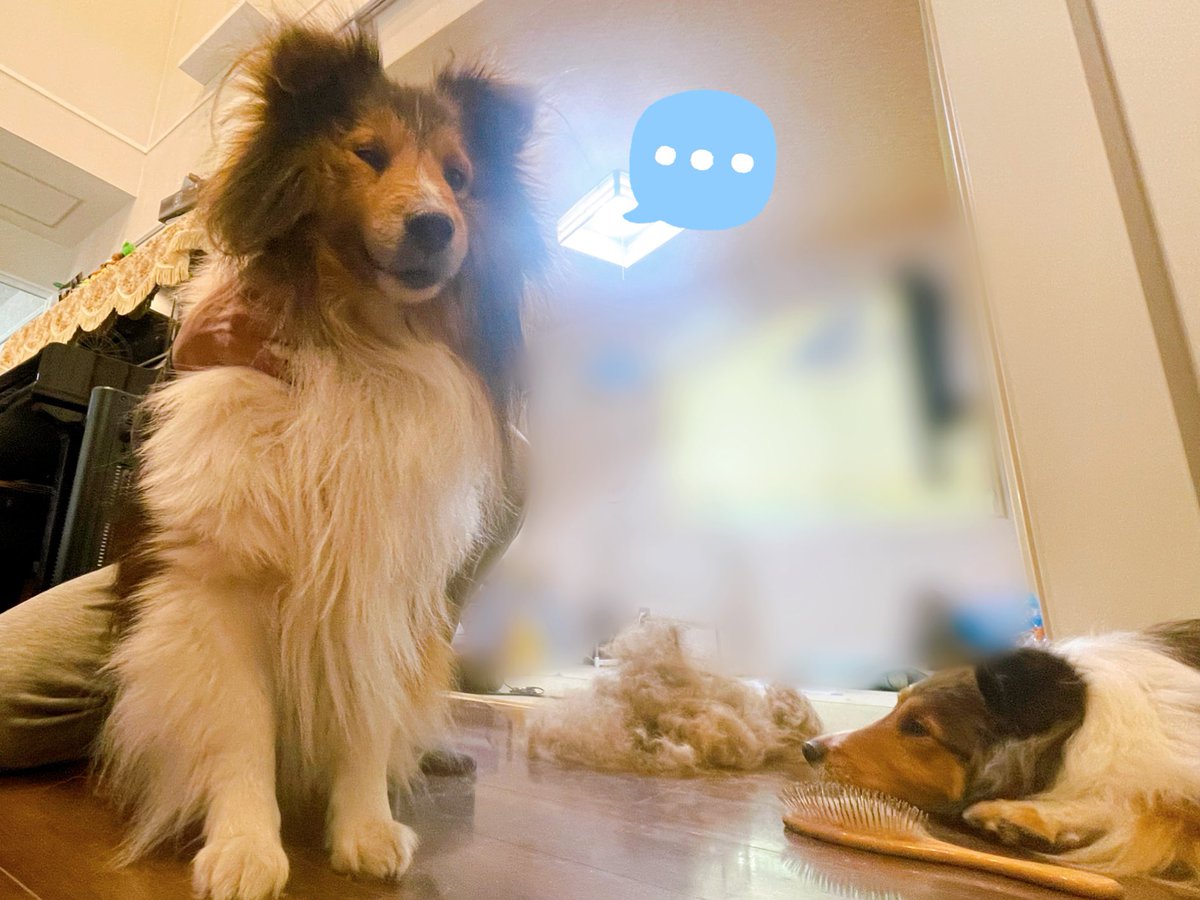 Sheltie_takeru's tweet photo. まったり休日。
最近ソファーで、よく引っ付いてる兄と弟。
そして、換毛期が、やってきた。
ブラシ嫌いな弟はがっつり押さえられ頑張って耐えてましたー。
#シェルティ #シェットランドシープドッグ #保護犬 #犬好きな人と繋がりたい https://t.co/yhEivEcpWb