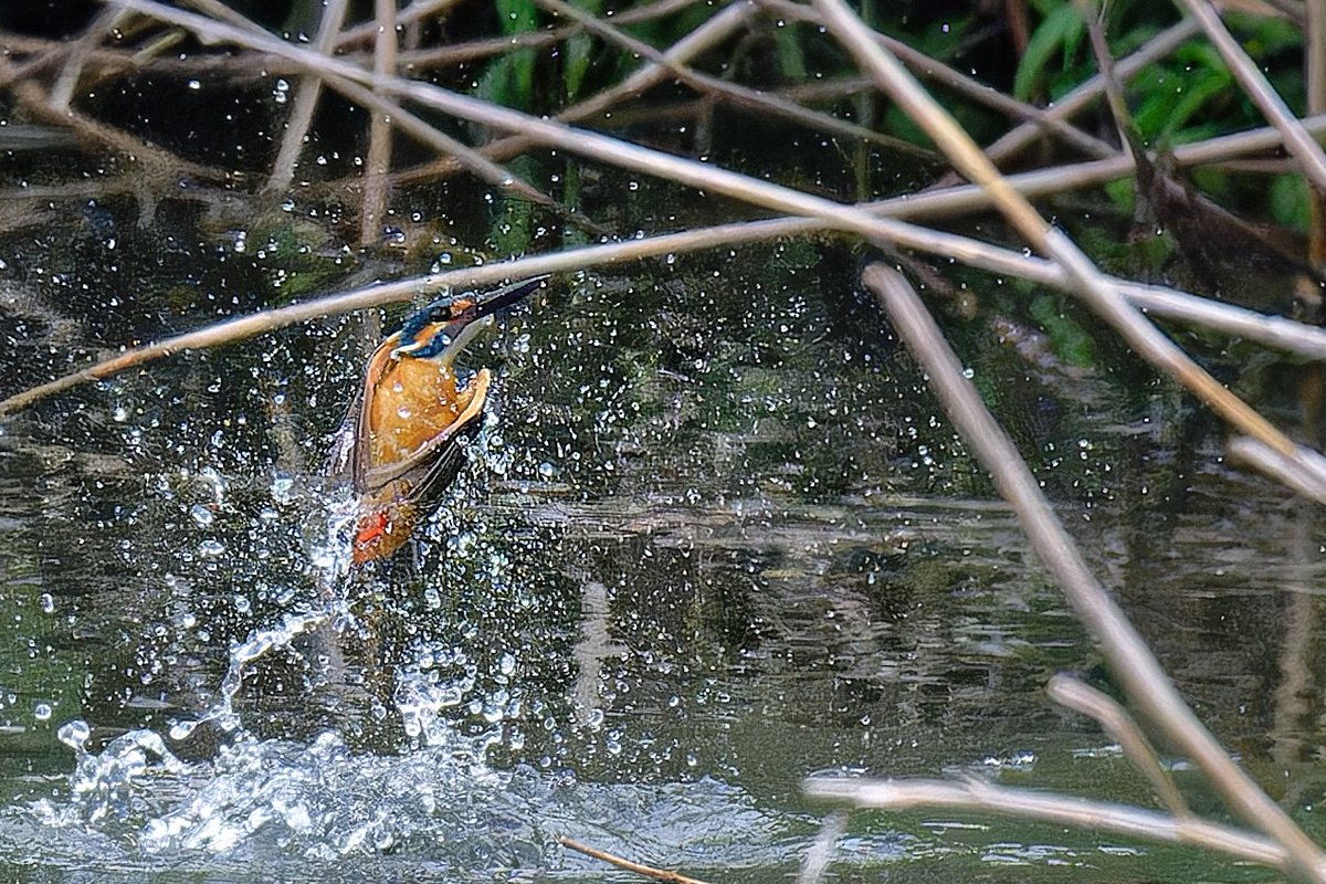 fyaPUa8HWSmv59r's tweet photo. 今朝のカワセミ。
#Z8
#663pf
#カワセミ 
#kingfisher 
#nikoncreator
#私とニコンで見た世界 https://t.co/Fr1rJvhrCI