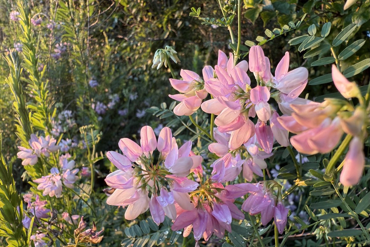 Sam Oldenburg tweet media