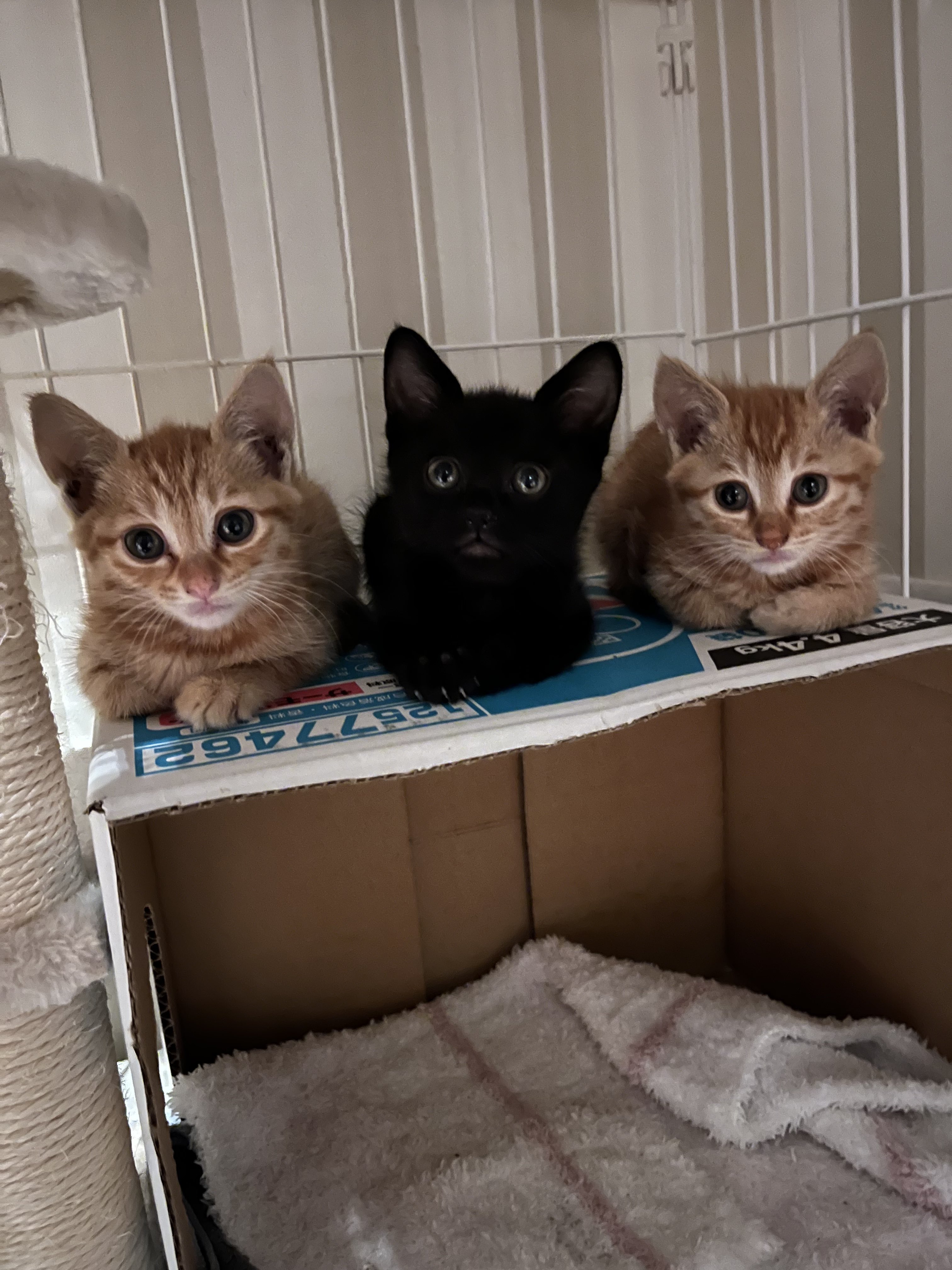 ビックリして起きて泣いちゃった仔猫、まったりミルクの様子